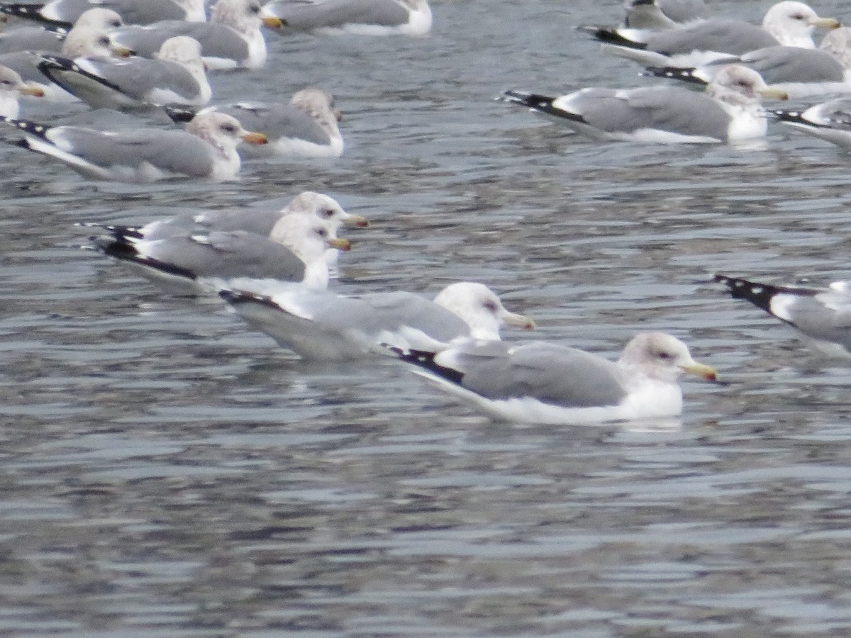 gull sp. - ML646436901