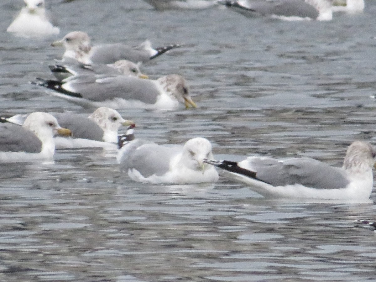 gull sp. - ML646436902