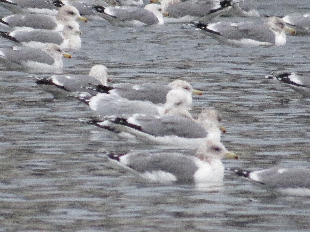 gull sp. - ML646436903