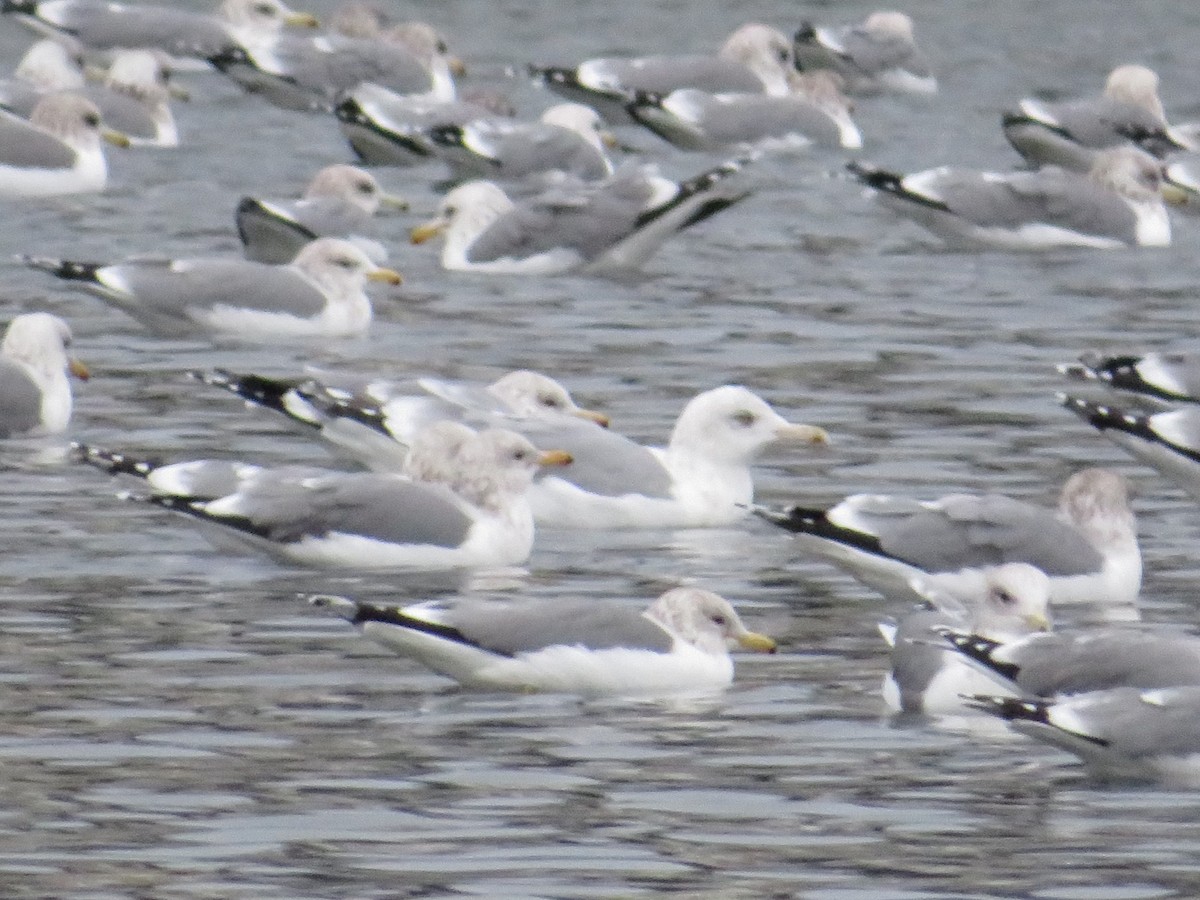 gull sp. - ML646436904