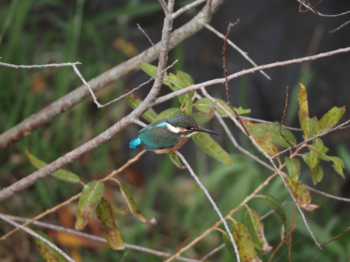 Common Kingfisher - ML646436905