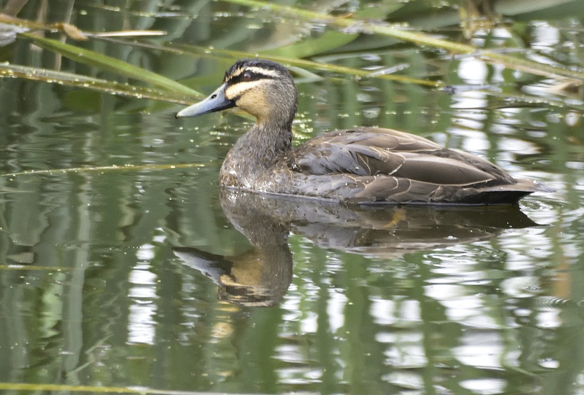 Pacific Black Duck - ML646436906