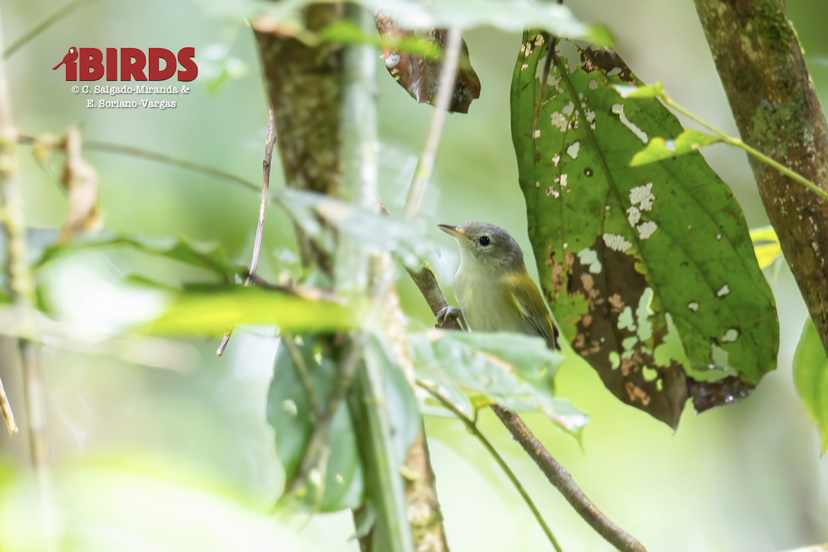 Lesser Greenlet - ML646436907