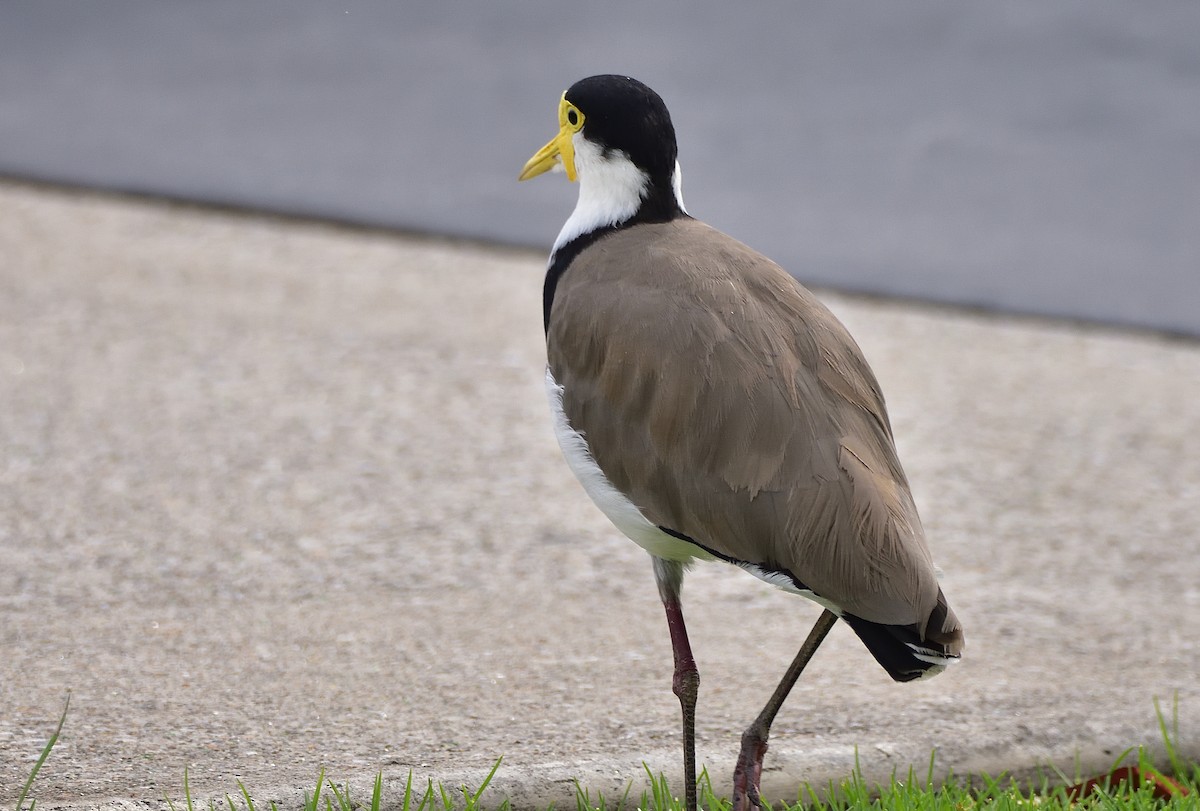 Masked Lapwing (Black-shouldered) - ML646436910