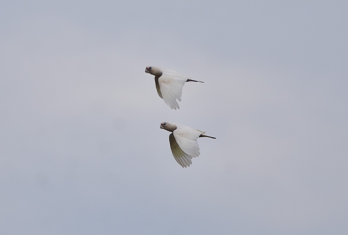 Little Corella - ML646436911