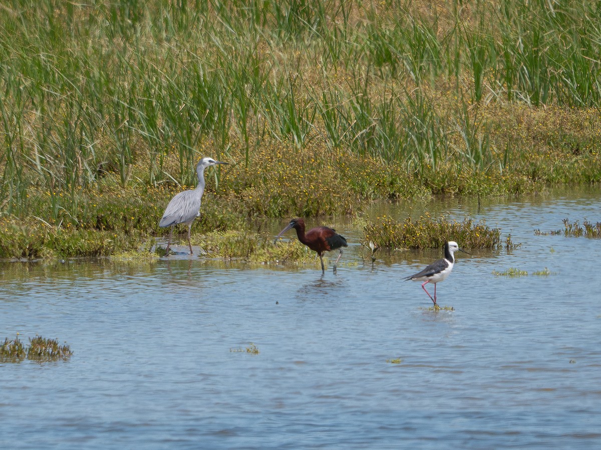 Glossy Ibis - ML646436912