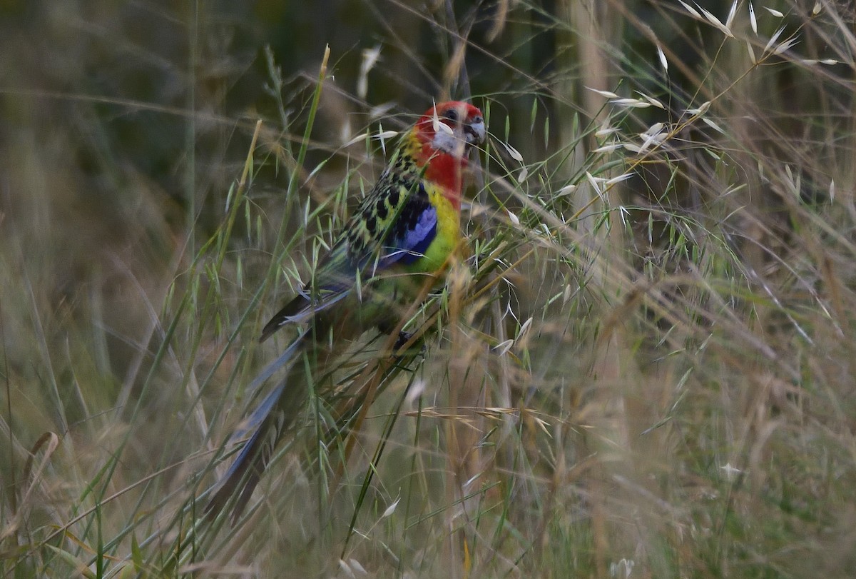 Eastern Rosella - ML646436914