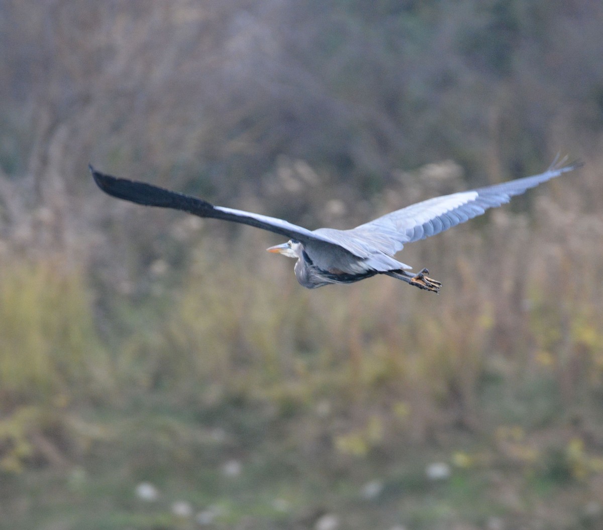 Great Blue Heron - ML646436916