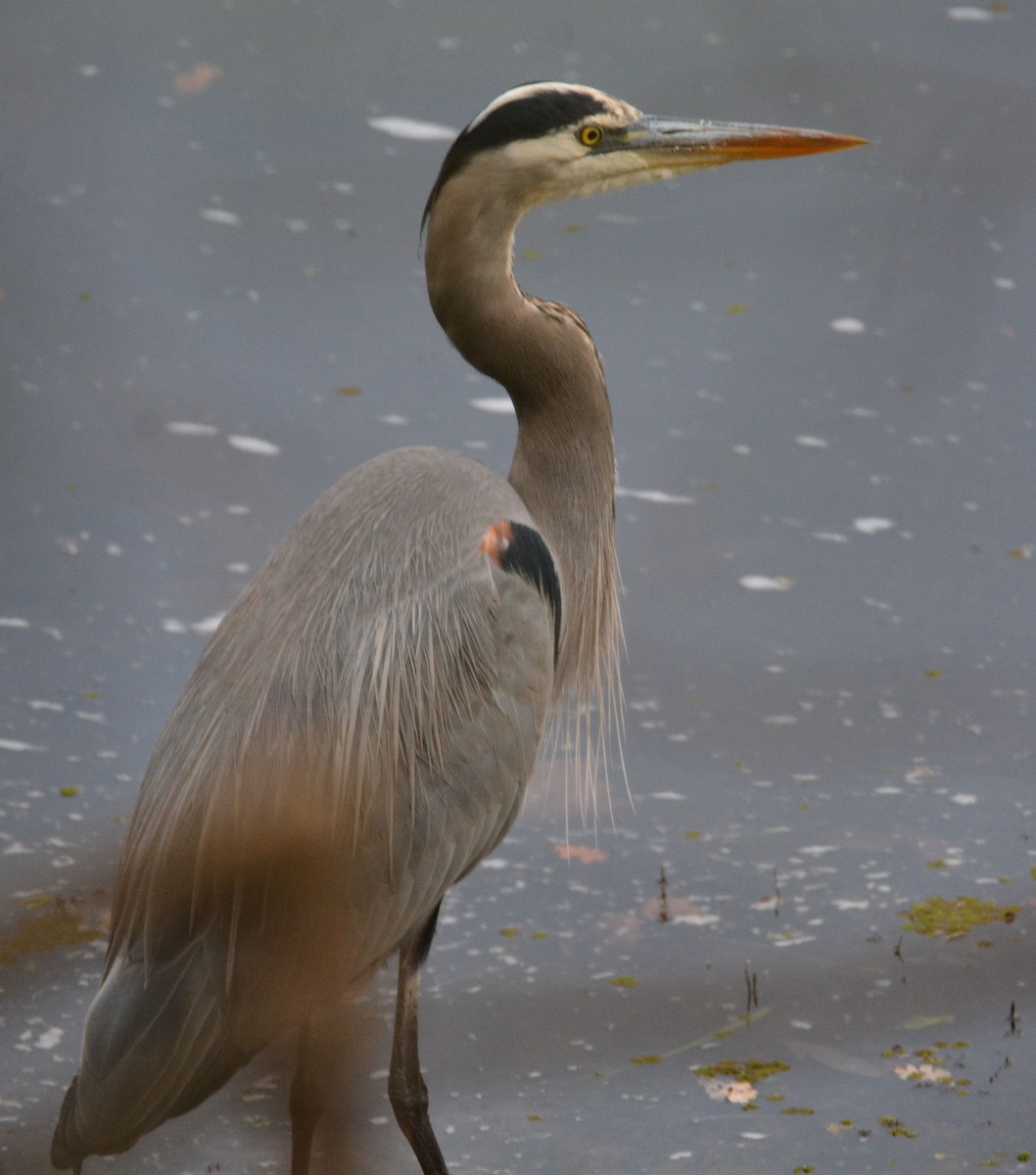 Great Blue Heron - ML646436917