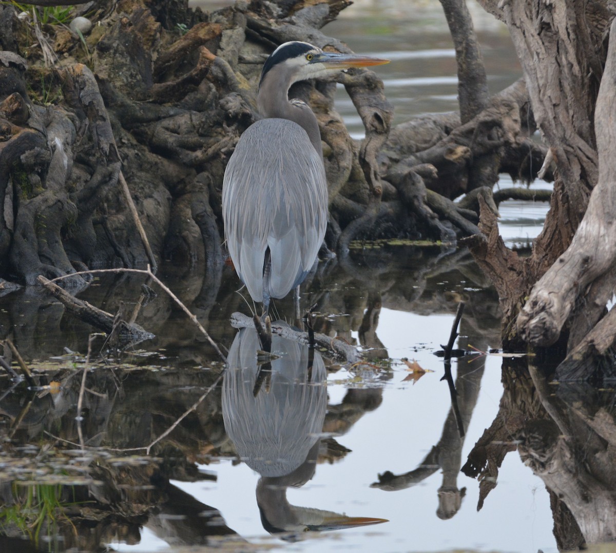 Great Blue Heron - ML646436918