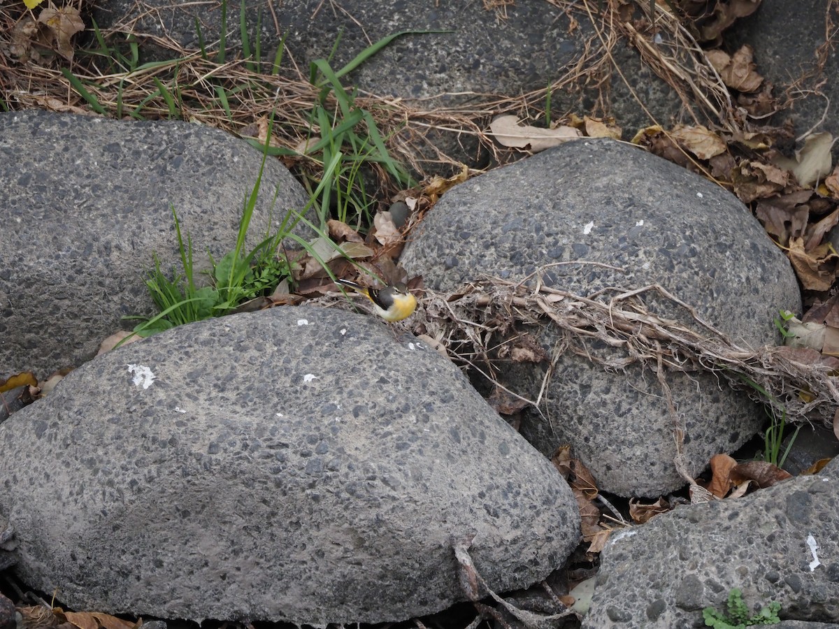 Gray Wagtail - ML646436925