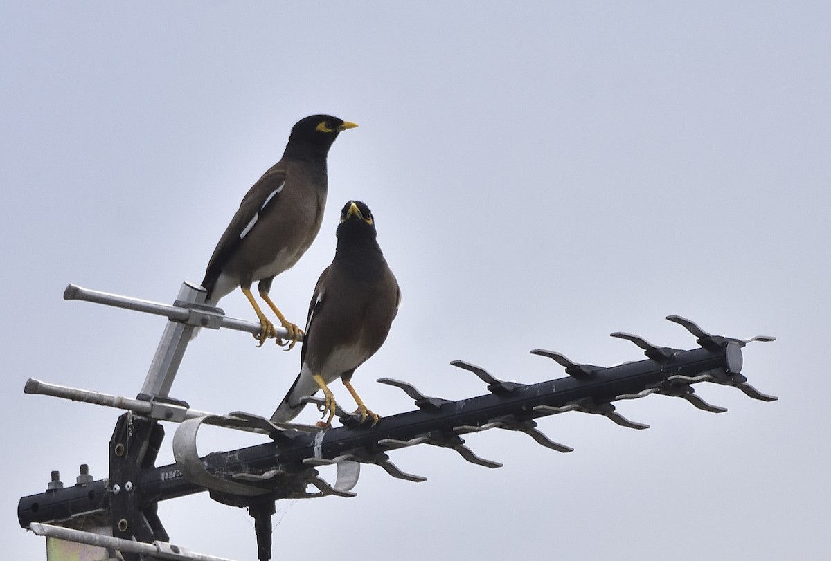 Common Myna - ML646436926