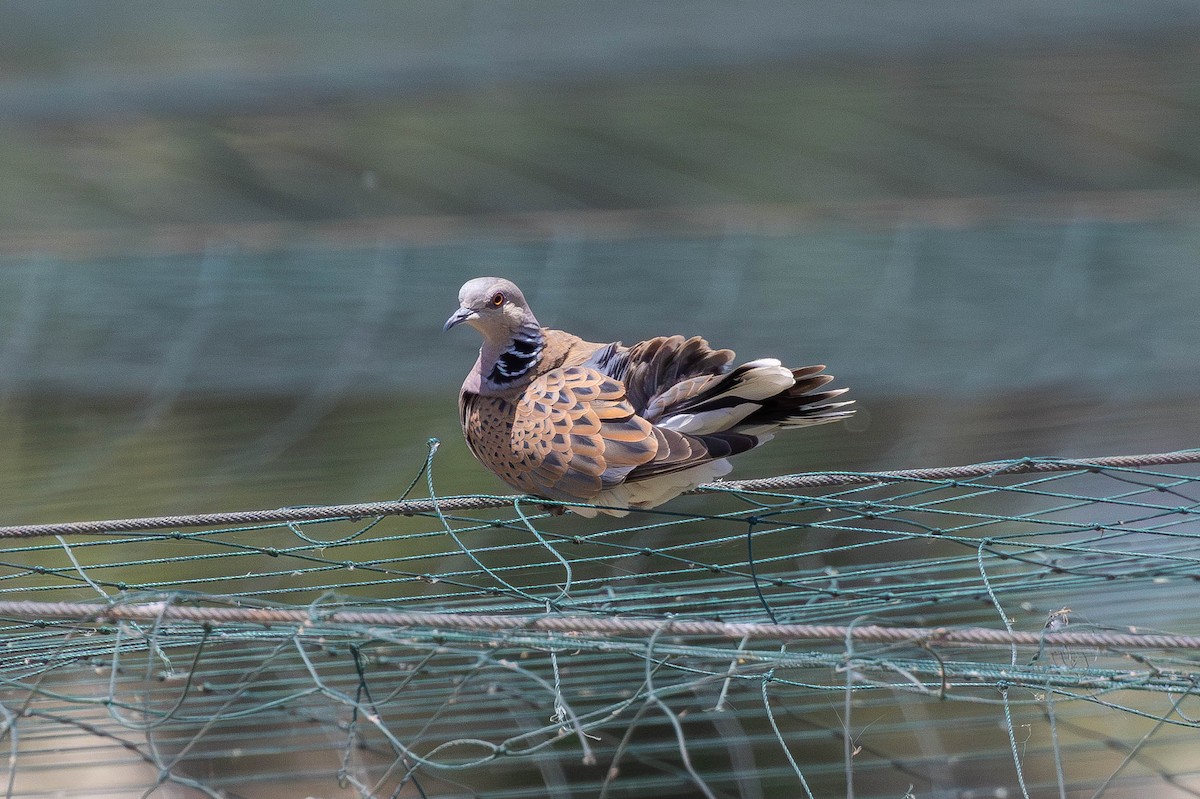 European Turtle-Dove - ML646436928