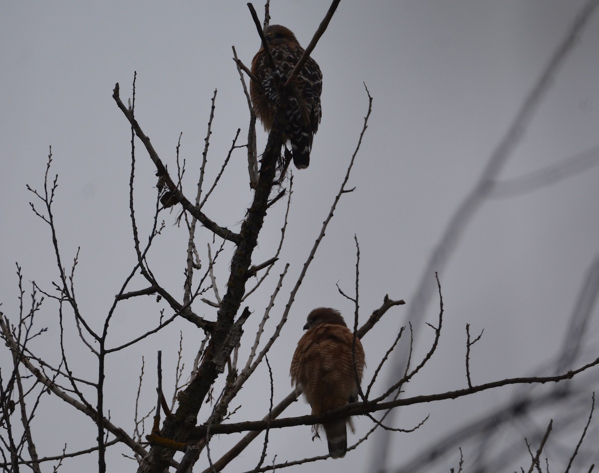 Red-shouldered Hawk - ML646436932