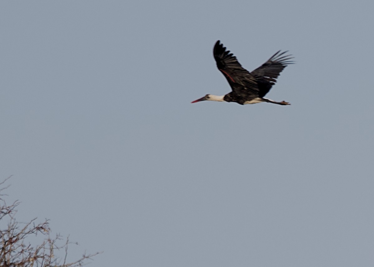 African Woolly-necked Stork - ML646436936