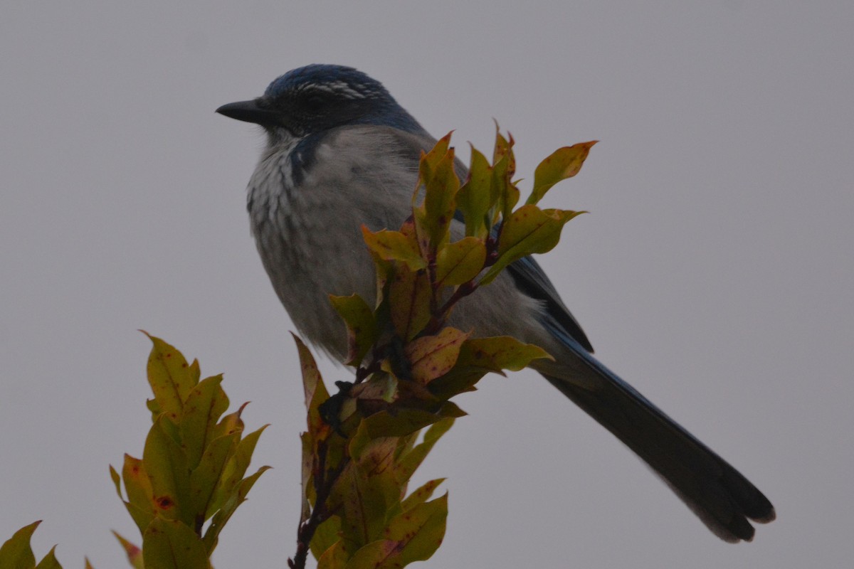 California Scrub-Jay - ML646436938