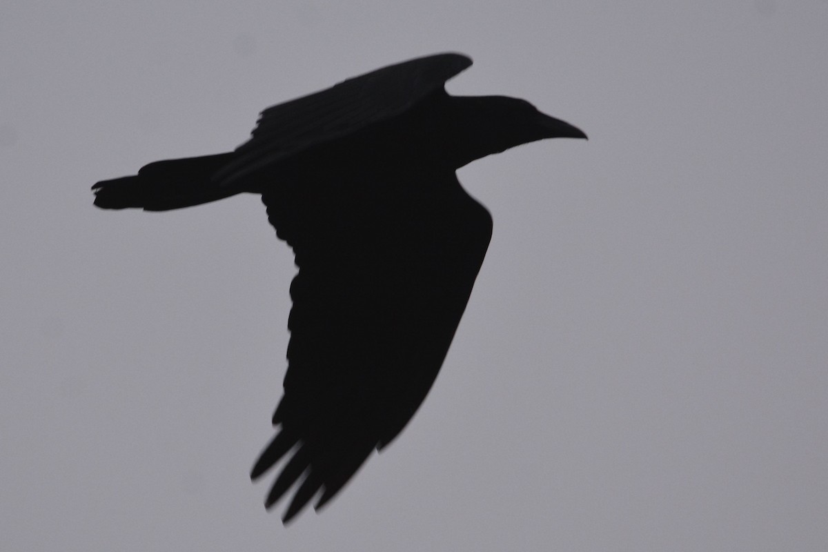 Common Raven - ML646436939