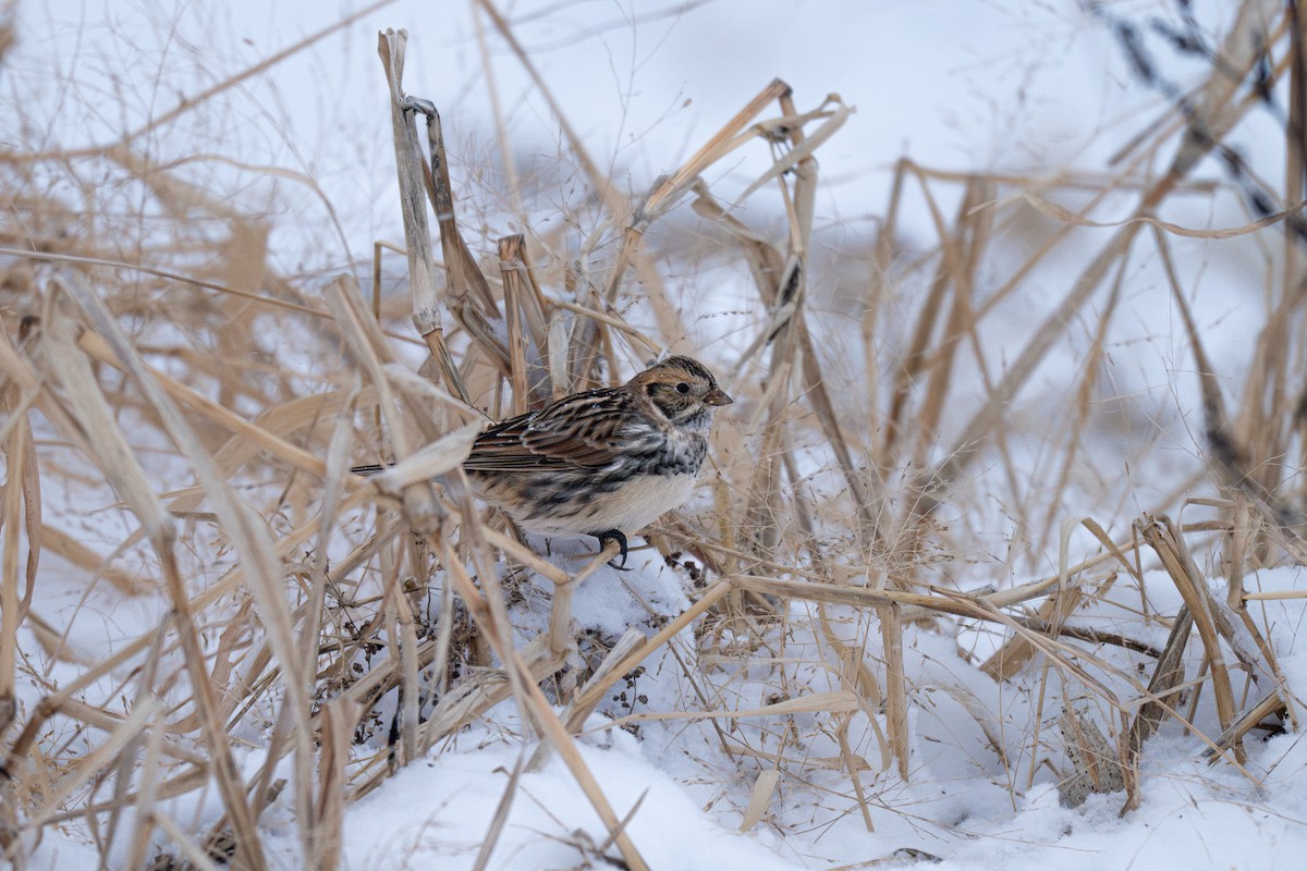 Mahmuzlu Çinte - ML646436941