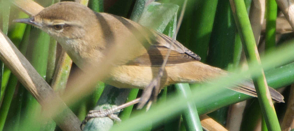 Paddyfield Warbler - ML646436942
