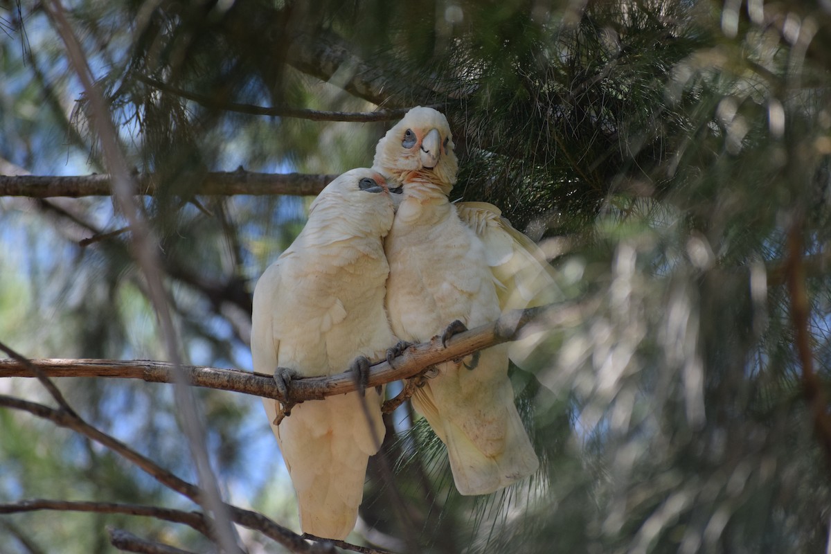 Küçük Korella Kakadusu - ML646436943