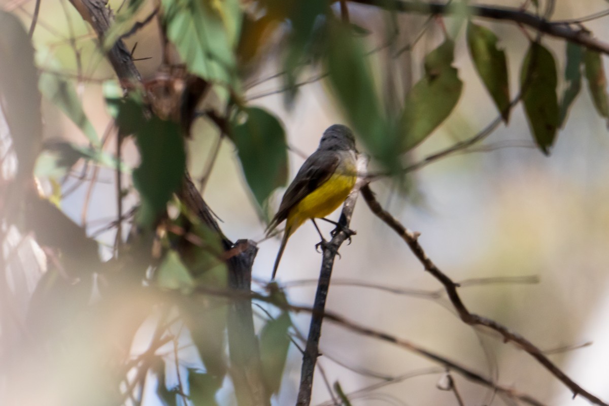 Batılı Sarı Bülbül - ML646436944