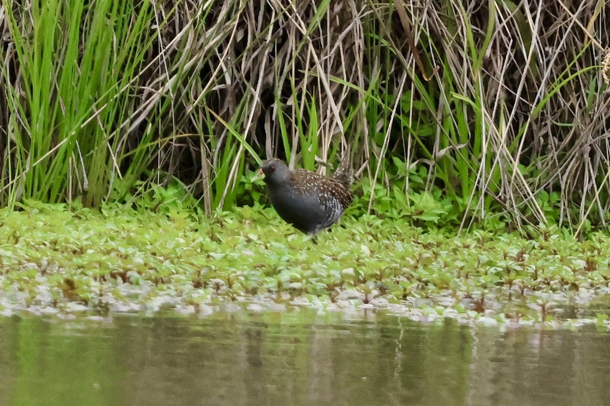 Avustralya Suyelvesi - ML646436946