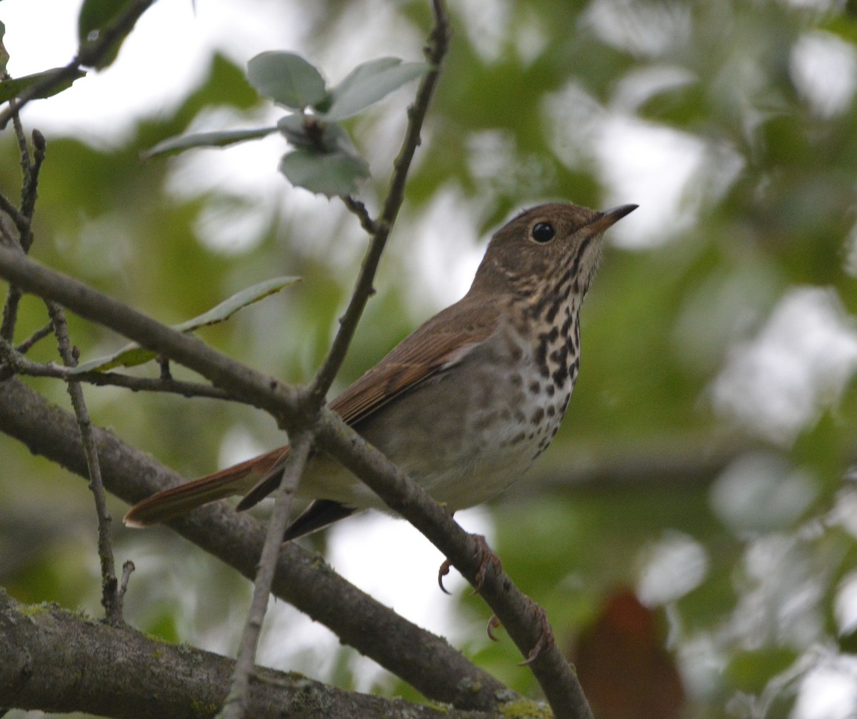 Münzevi Bülbül Ardıcı - ML646436947