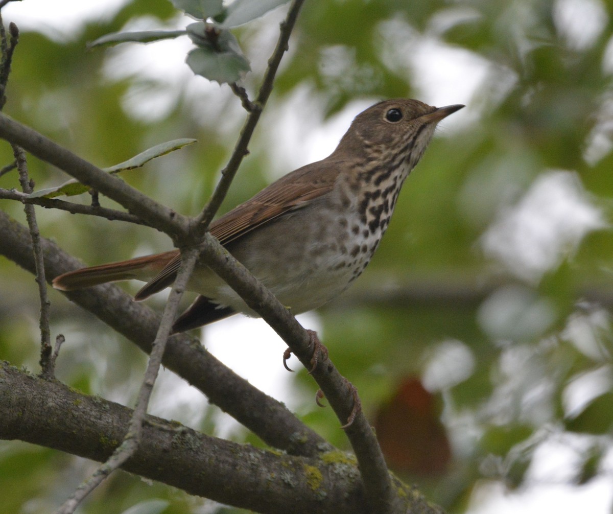 Münzevi Bülbül Ardıcı - ML646436948