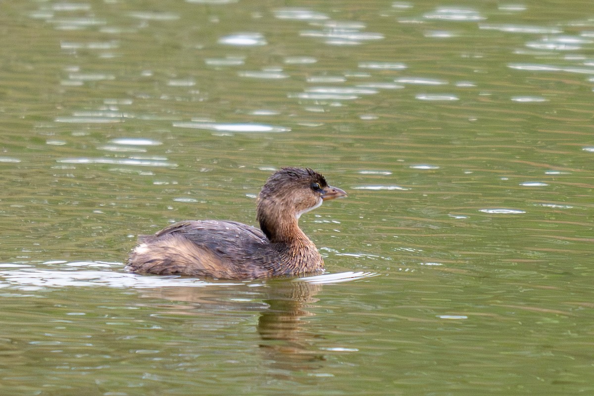 Kalın Gagalı Batağan - ML646436949