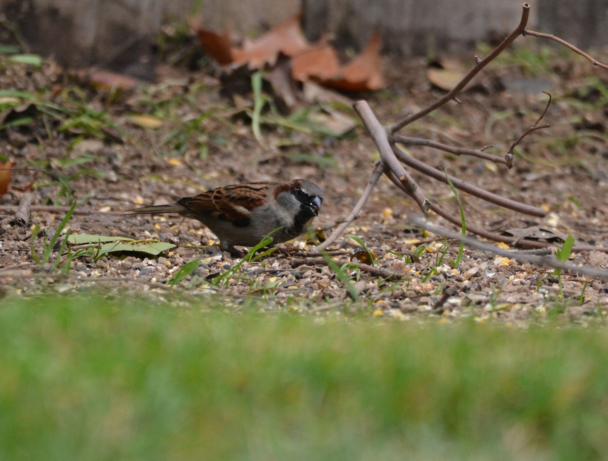 Serçe - ML646436950