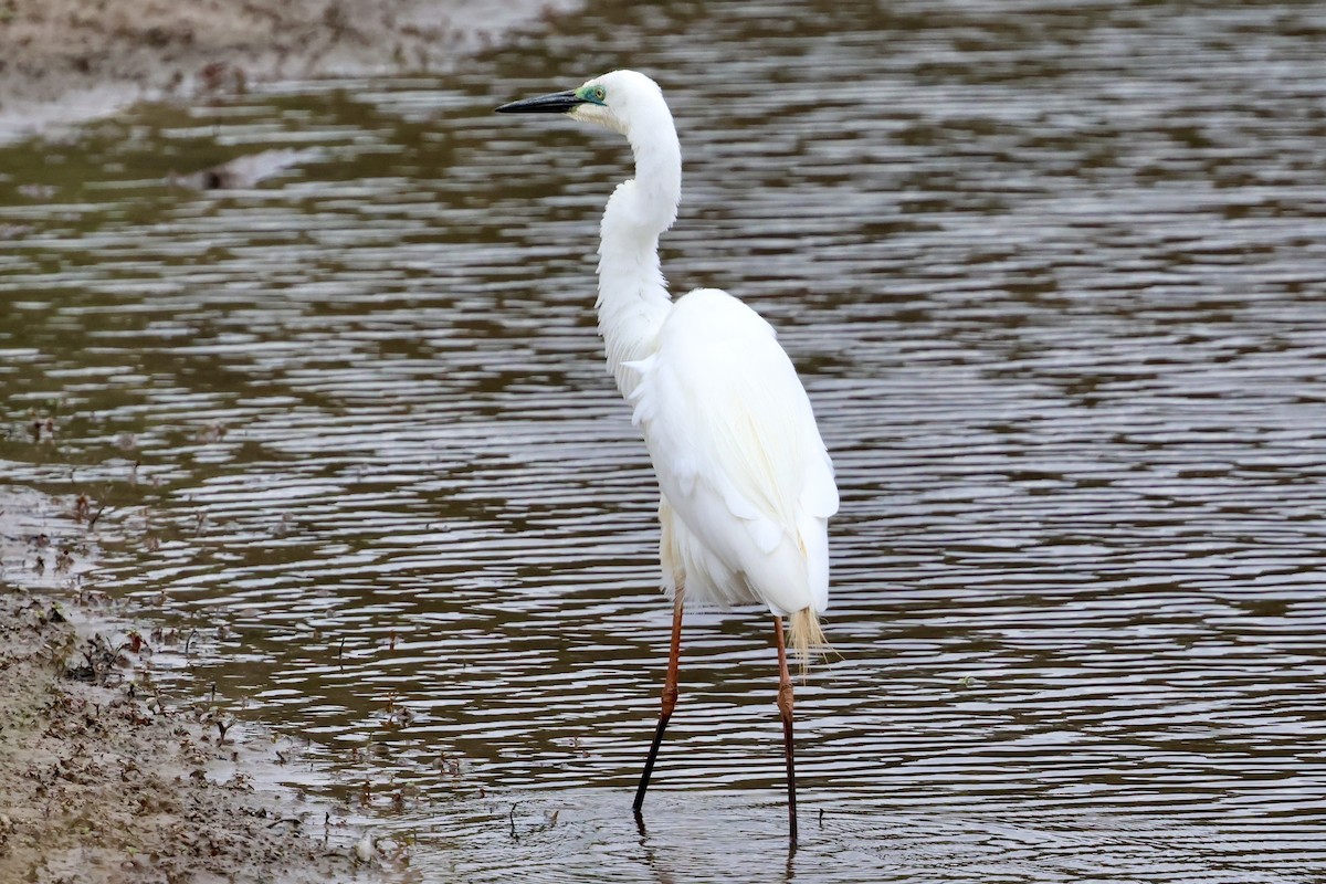 Büyük Ak Balıkçıl - ML646436951