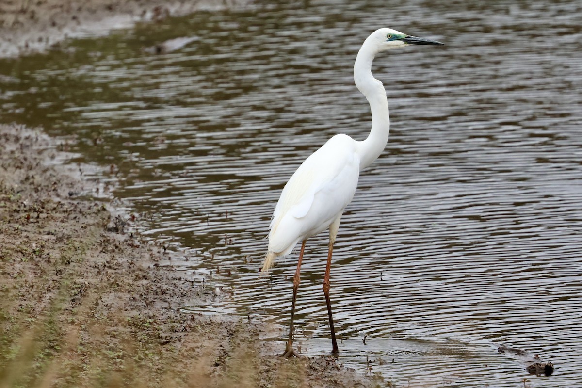 Büyük Ak Balıkçıl - ML646436952