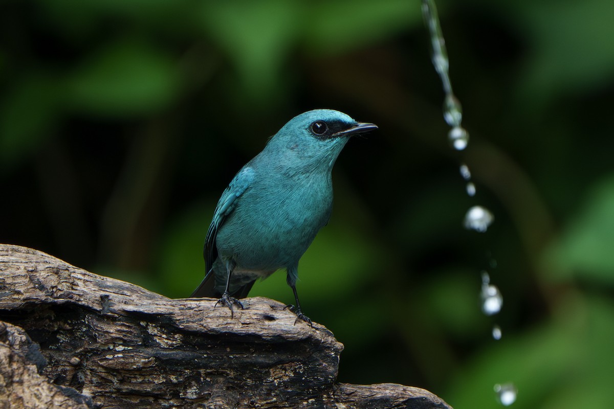 Gökçe Sinekkapan - ML646436953