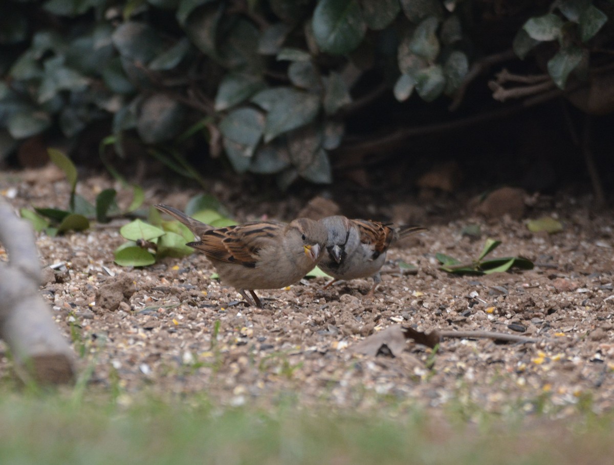 Serçe - ML646436954