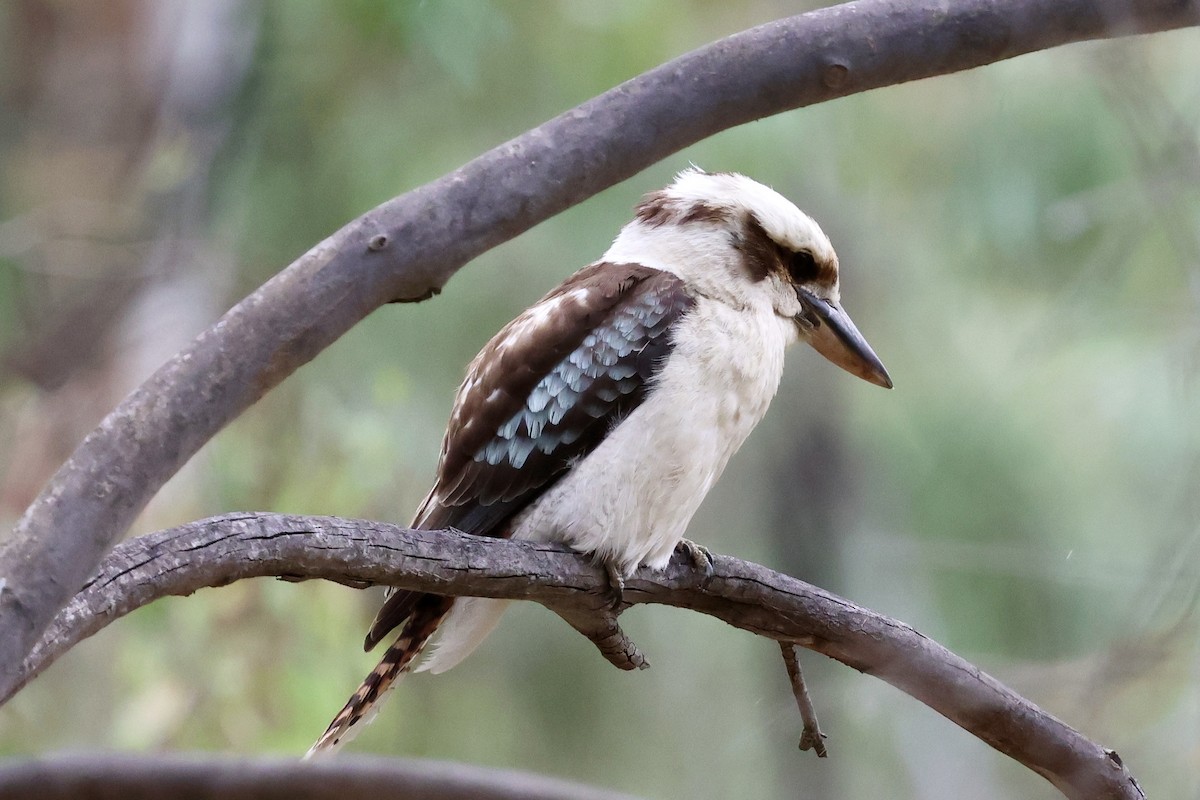 Kukabura - ML646436955