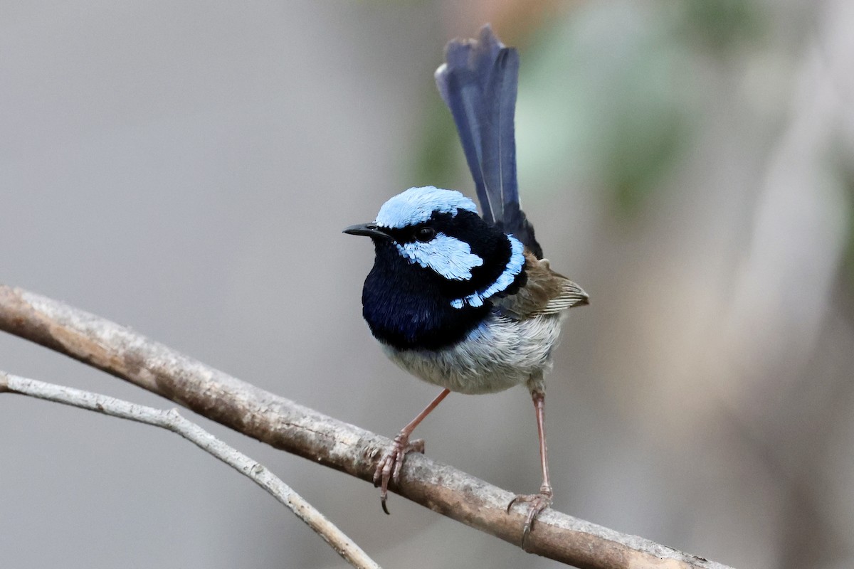 Muhteşem Peribülbülü - ML646436956