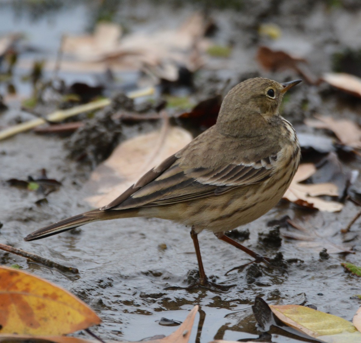 Amerika İncirkuşu - ML646436957