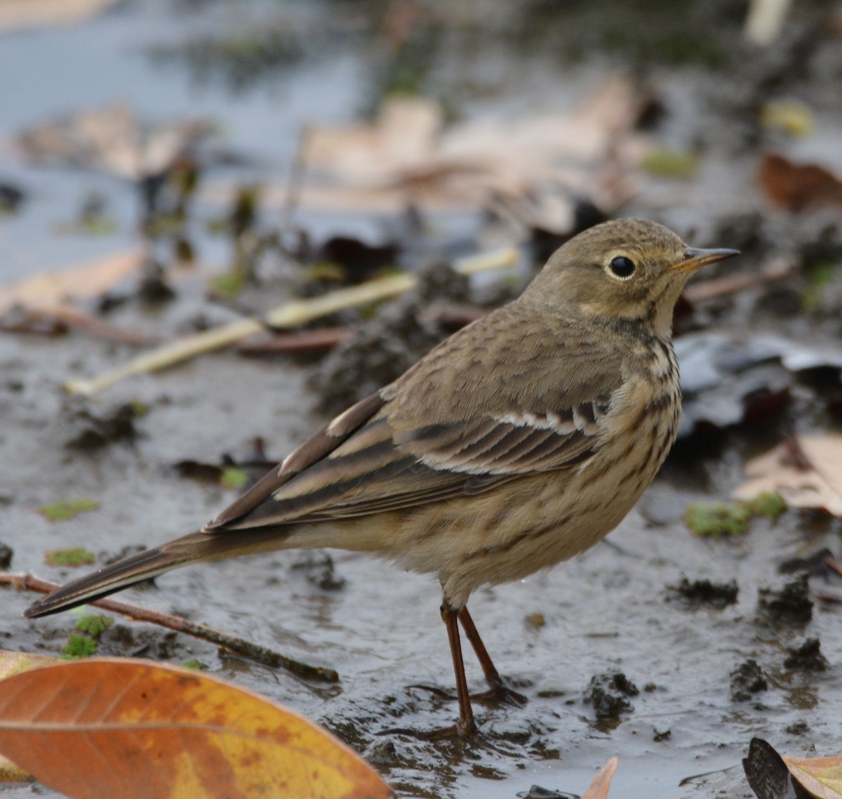 Amerika İncirkuşu - ML646436958