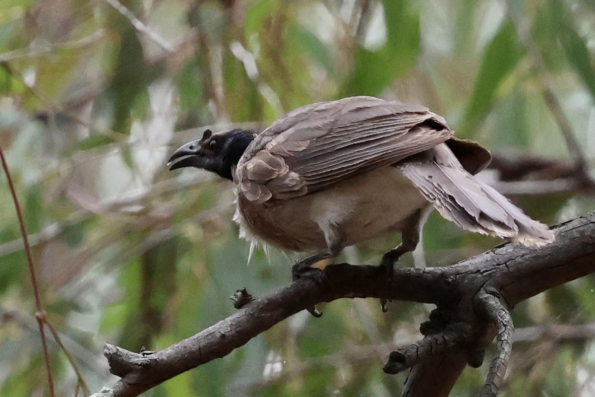 Bağırgan Keşişkuşu - ML646436961