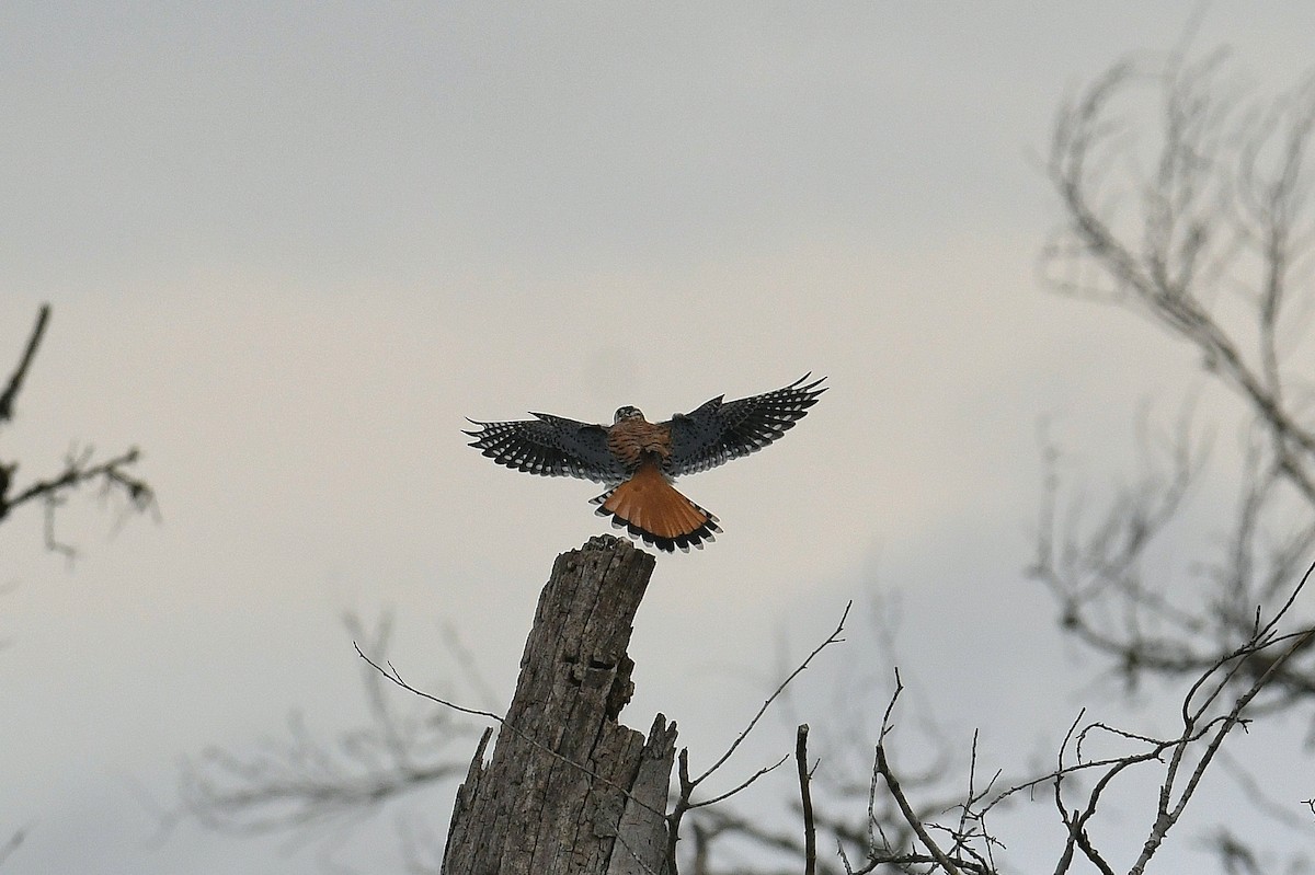 Ala Kerkenez - ML646436962