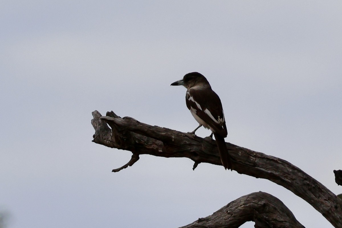 Pied Butcherbird - ML646436963
