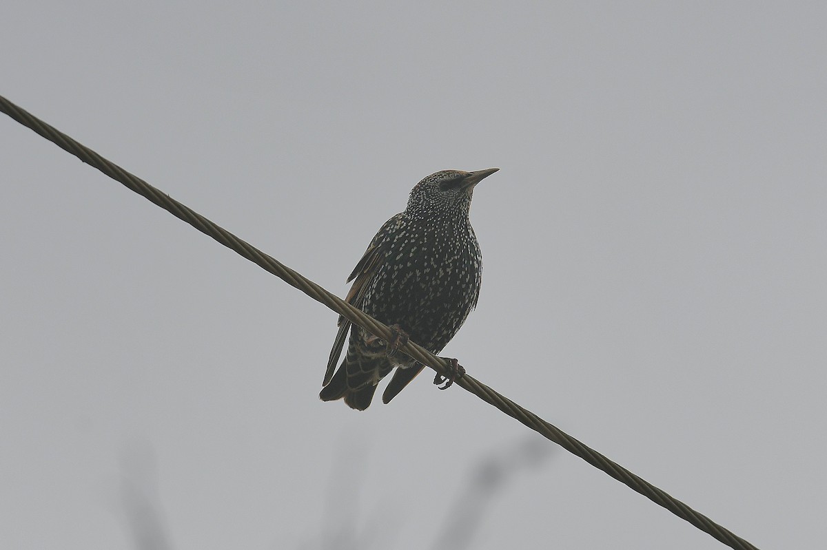 European Starling - ML646436964