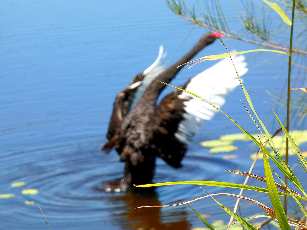 Black Swan - ML646436965