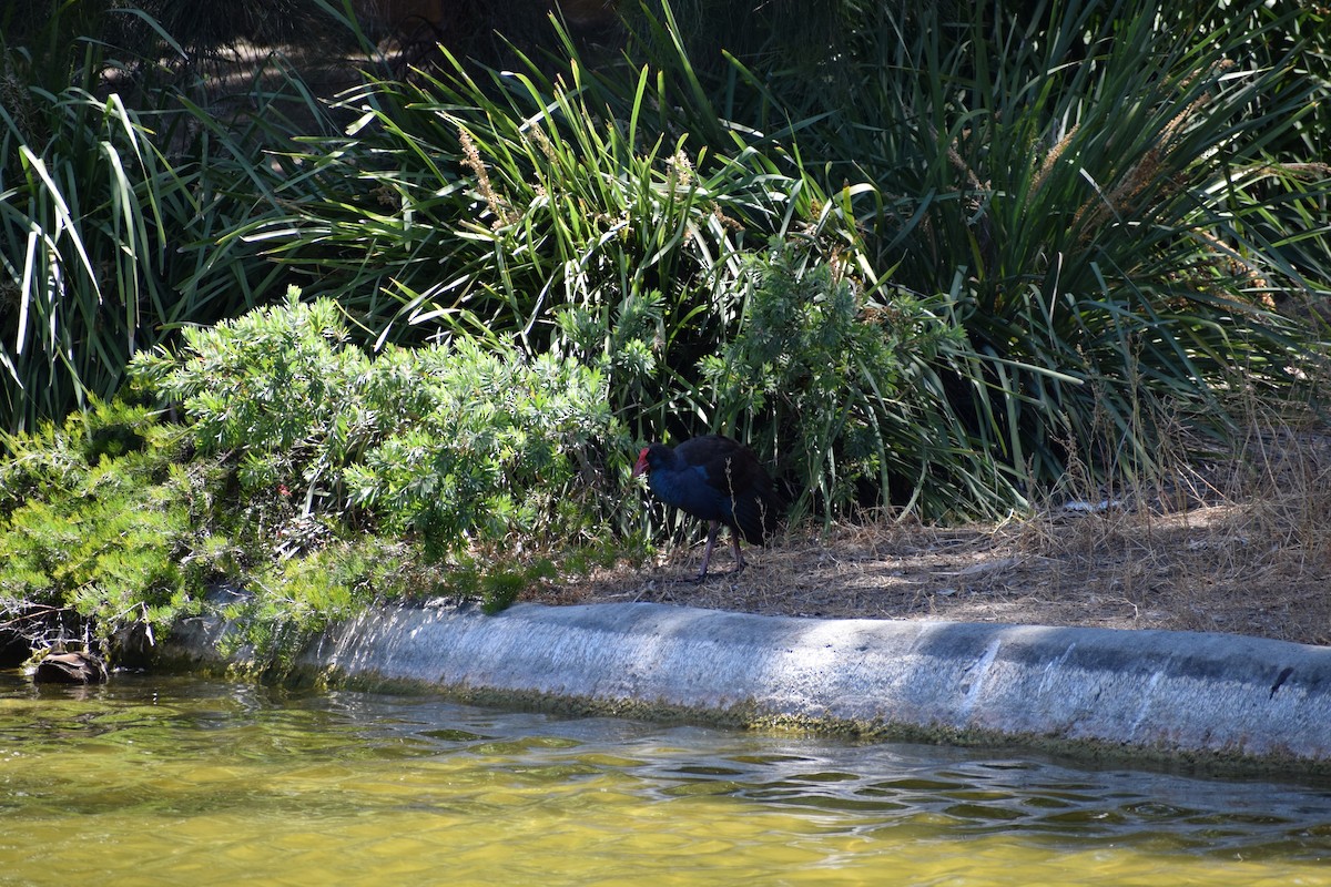 Australasian Swamphen - ML646436967