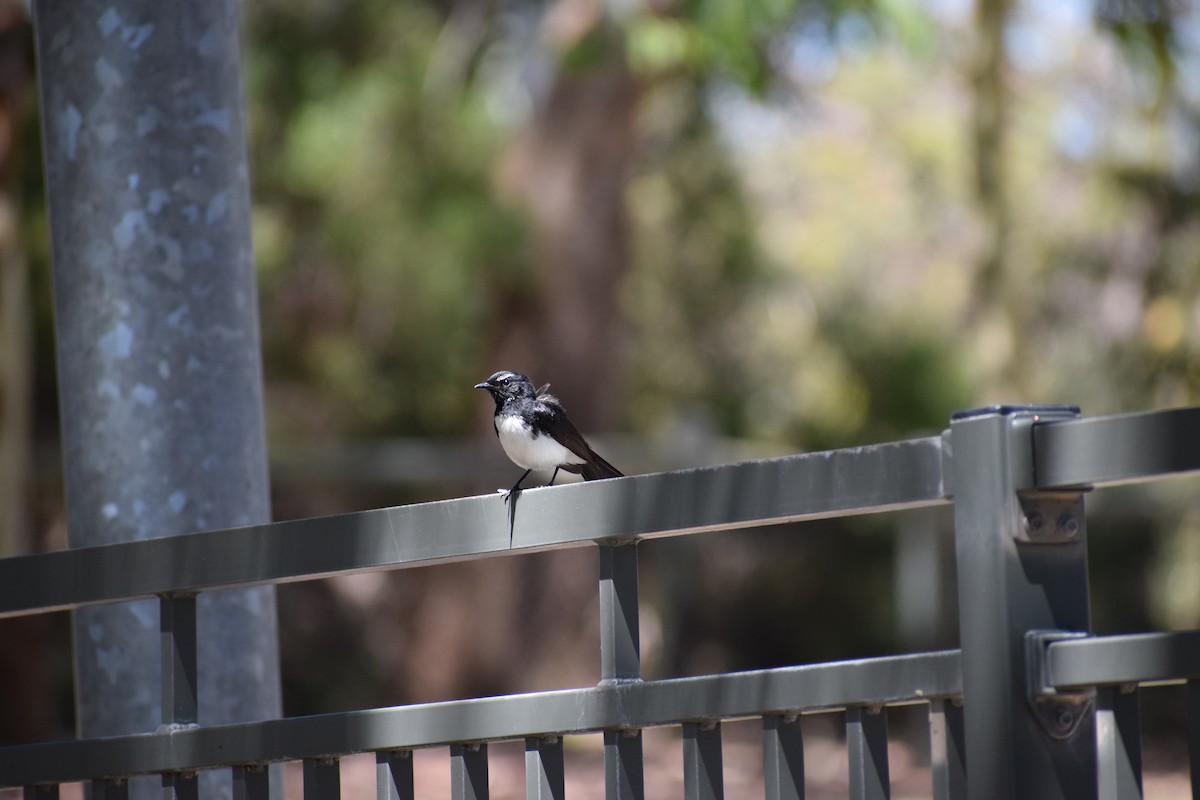 Willie-wagtail - ML646436972