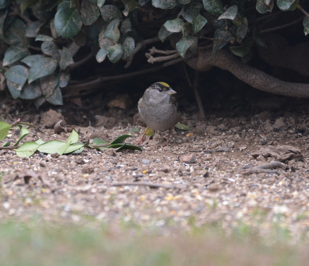 Golden-crowned Sparrow - ML646436975