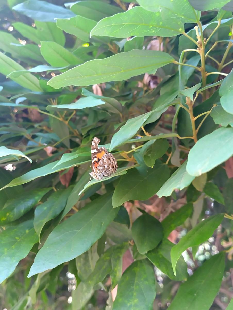 Australian Painted Lady - ML646436980