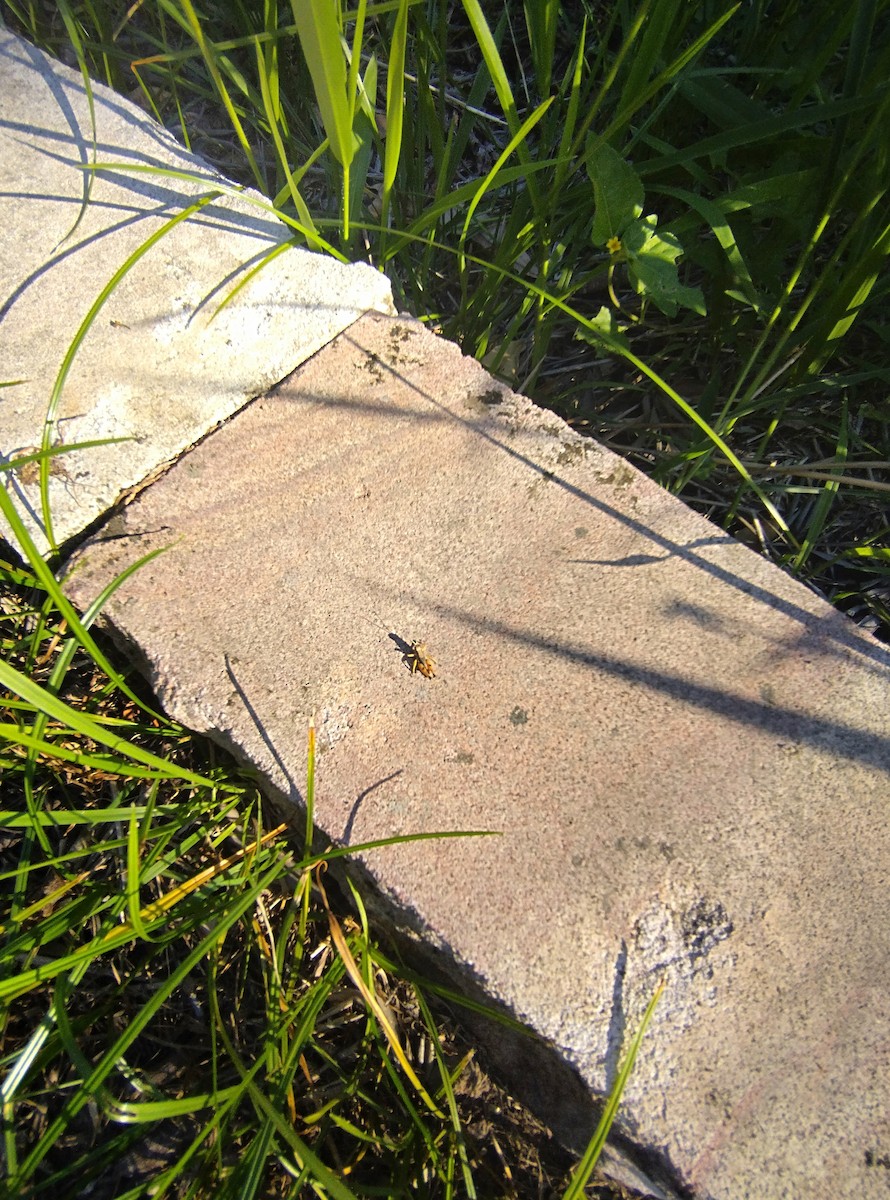 Wingless Grasshopper - ML646436981