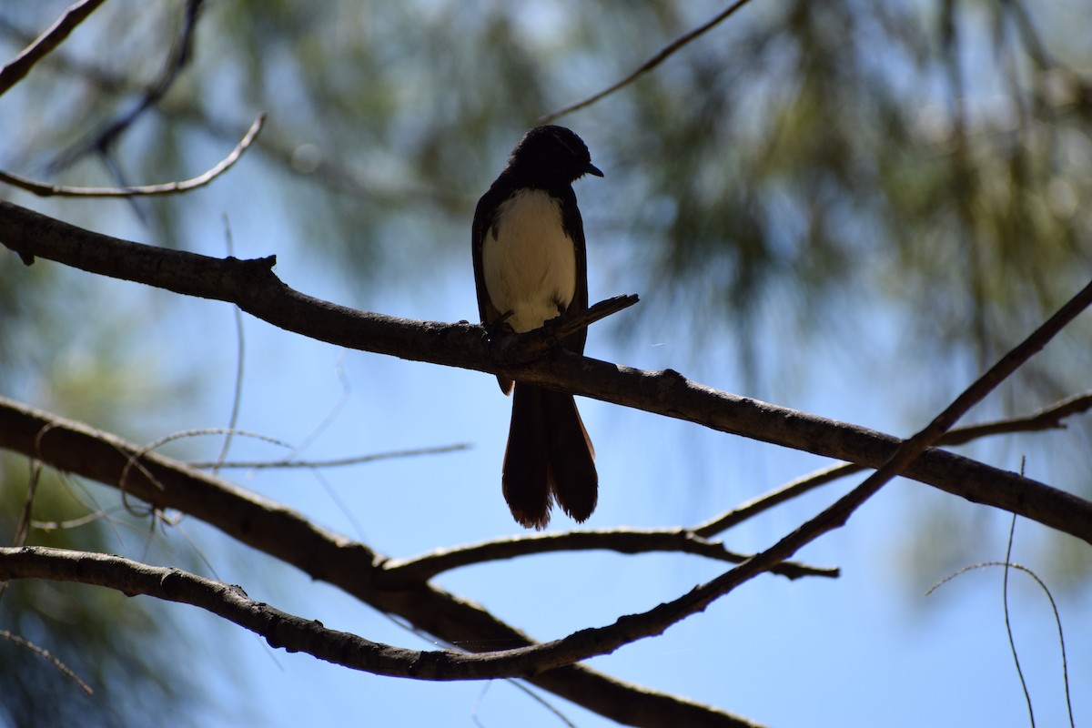 Willie-wagtail - ML646436982