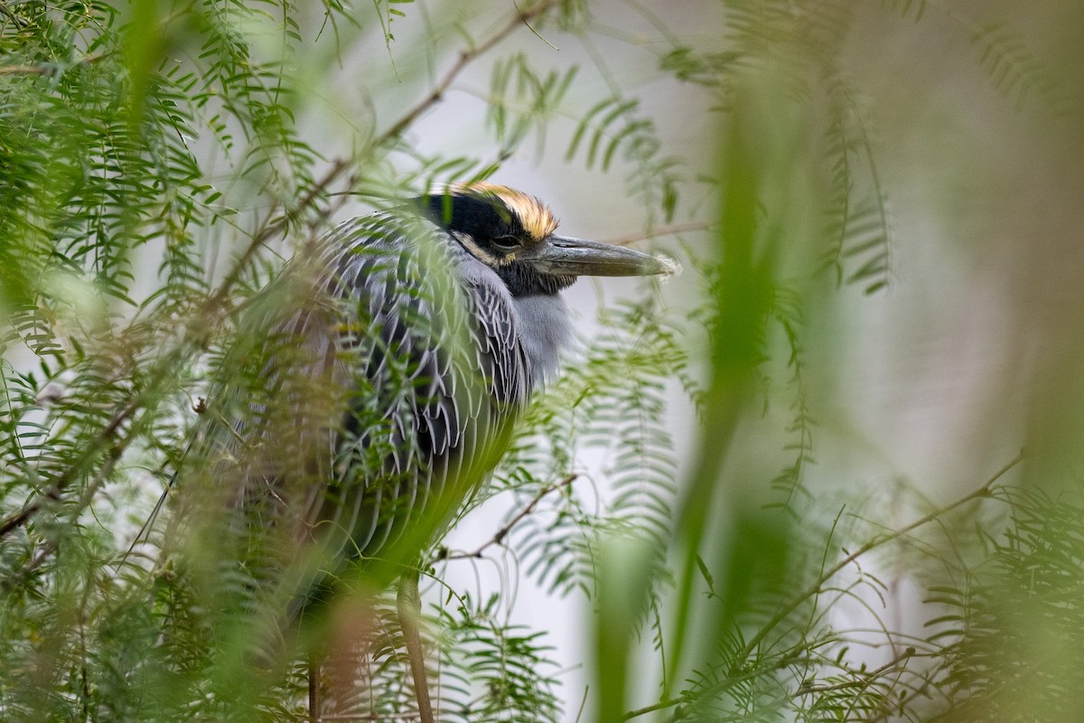 Yellow-crowned Night Heron - ML646436983